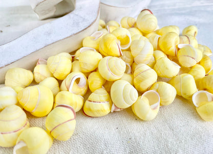 YELLOW LAND SNAIL Shells *You Choose Quantity* 3/4" Natural Colored Small Craft Seashells Coastal Beach Home Décor