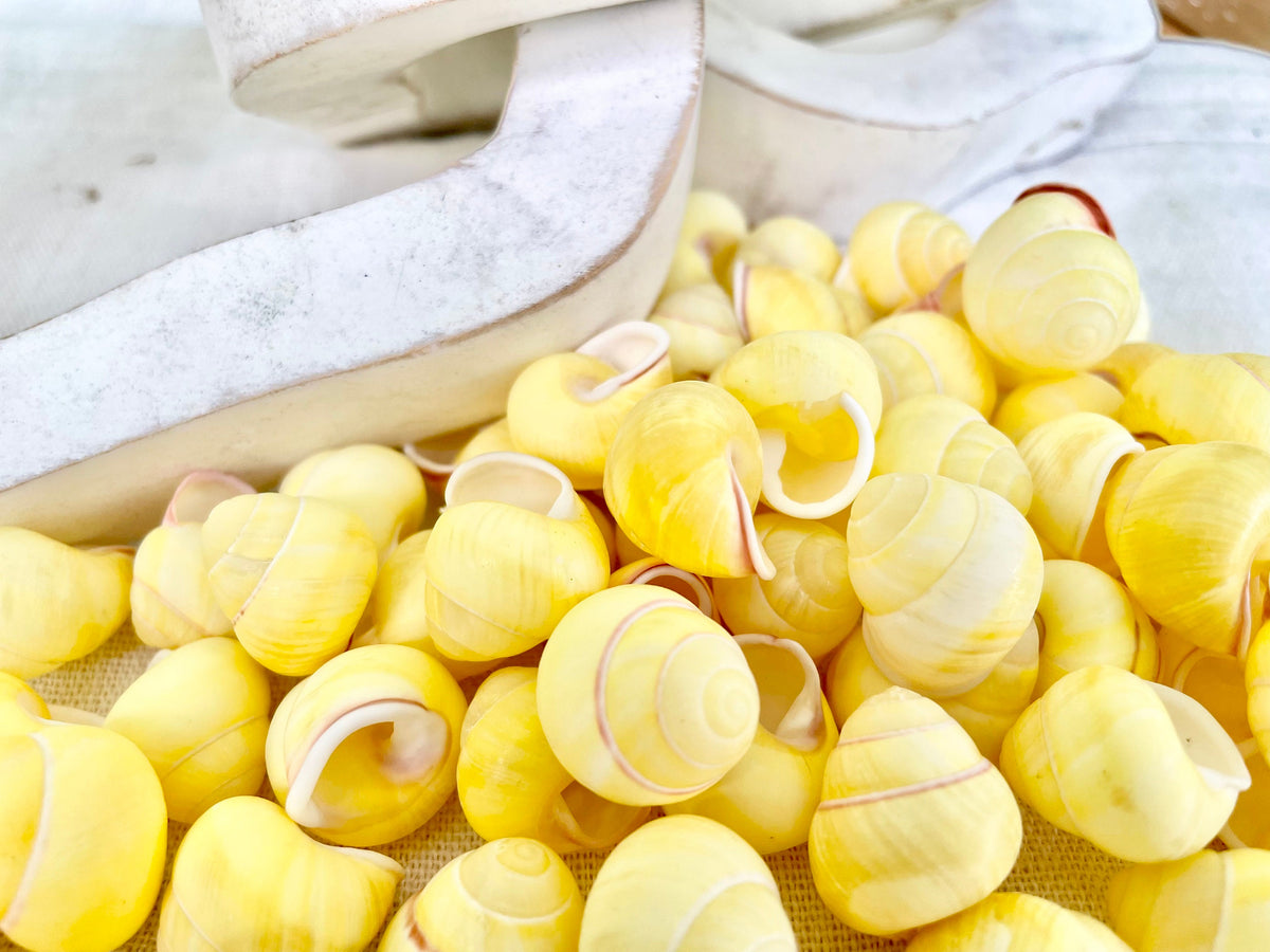 YELLOW LAND SNAIL Shells 3/4" *You Choose Quantity* Colored Small Craft Seashells Coastal