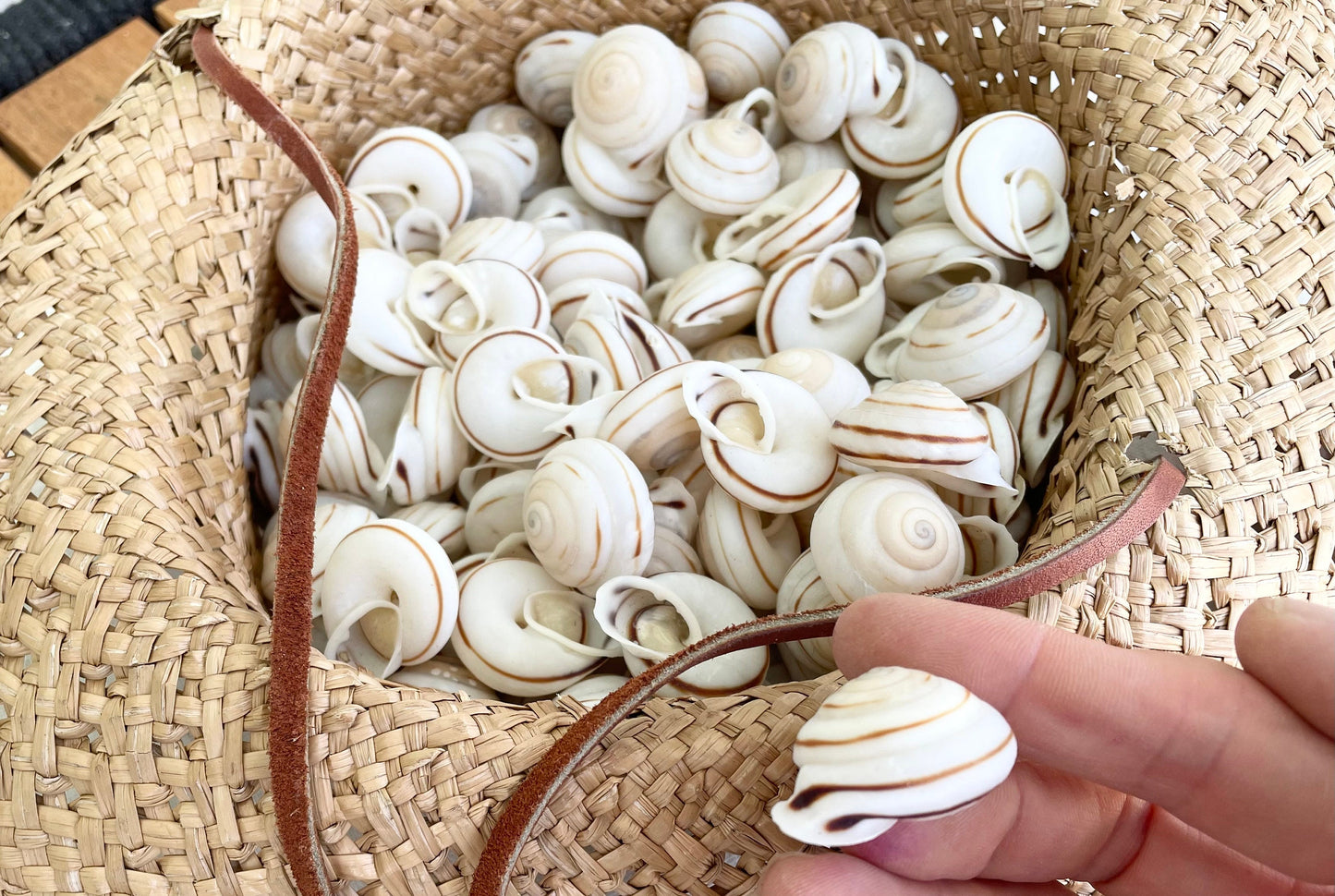 White Obba Bigonia Land Snail Seashells Small 1.25" Beach Wedding Sailors Valentine Crafting Shell Bulk Coastal Home Décor