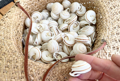 White Obba Bigonia Land Snail Seashells Small 1.25" Beach Wedding Sailors Valentine Crafting Shell Bulk Coastal Home Décor