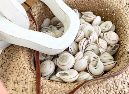 White Obba Bigonia Land Snail Seashells Small 1.25" Beach Wedding Sailors Valentine Crafting Shell Bulk Coastal Home Décor