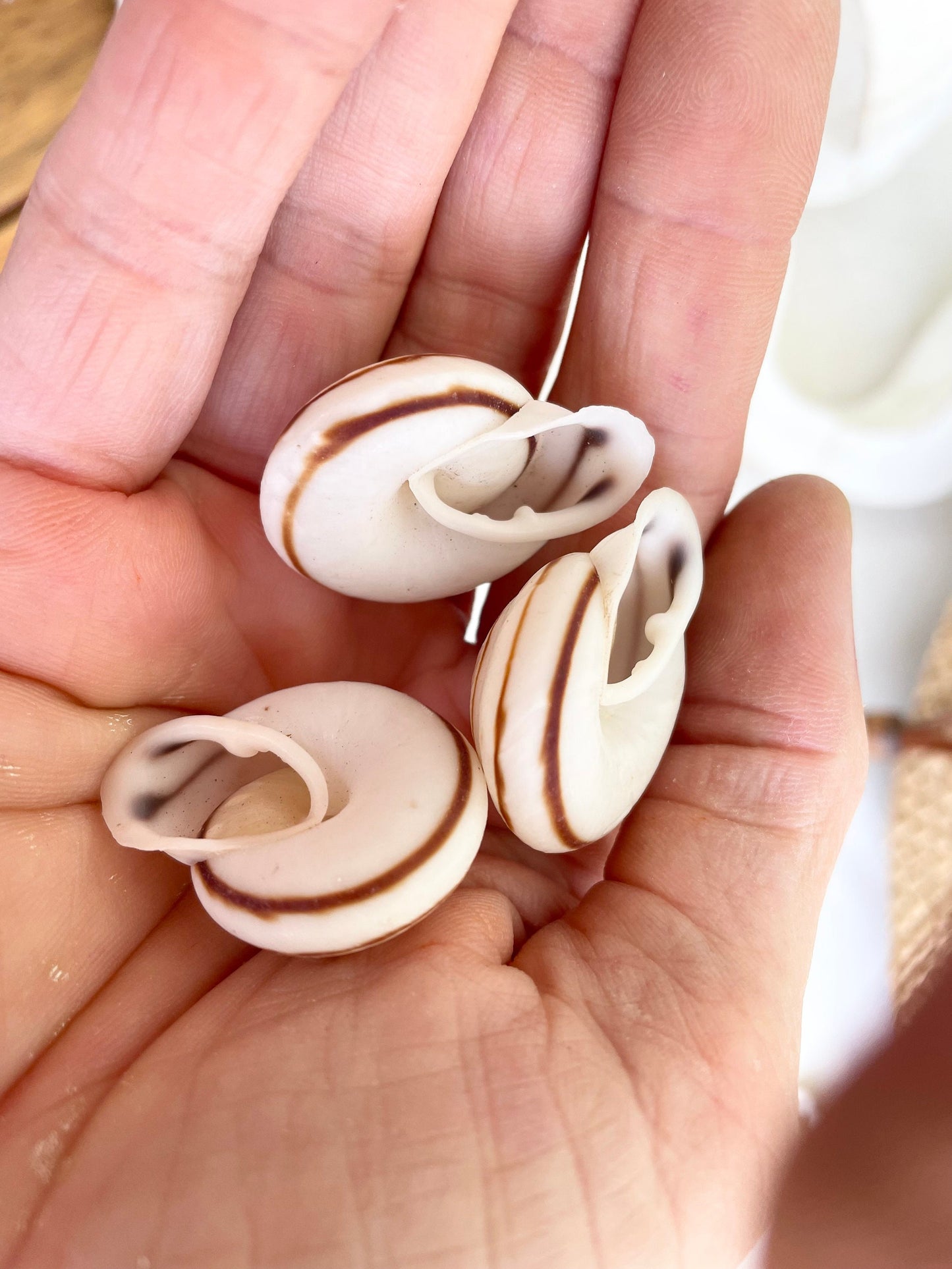 OBBA BIGONIA SHELLS * You Choose Quantity* 1.25" Natural White Brown Striped Small Craft Seashell Land Snail