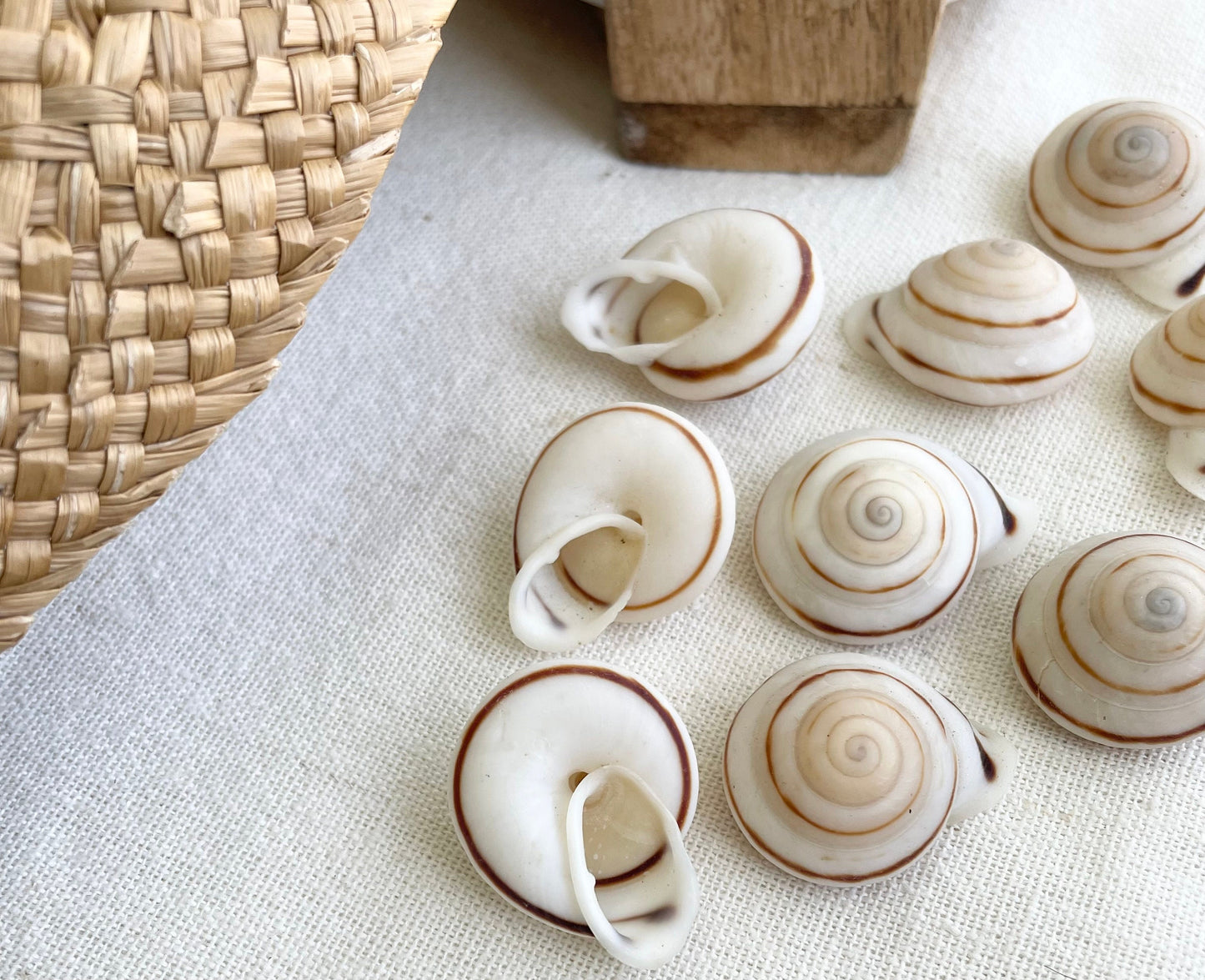 OBBA BIGONIA SHELLS * You Choose Quantity* 1.25" Natural White Brown Striped Small Craft Seashell Land Snail