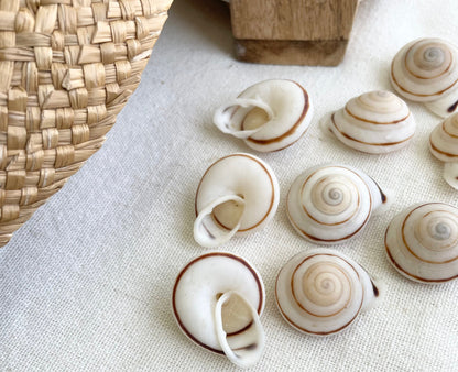 OBBA BIGONIA SHELLS * You Choose Quantity* 1.25" Natural White Brown Striped Small Craft Seashell Land Snail