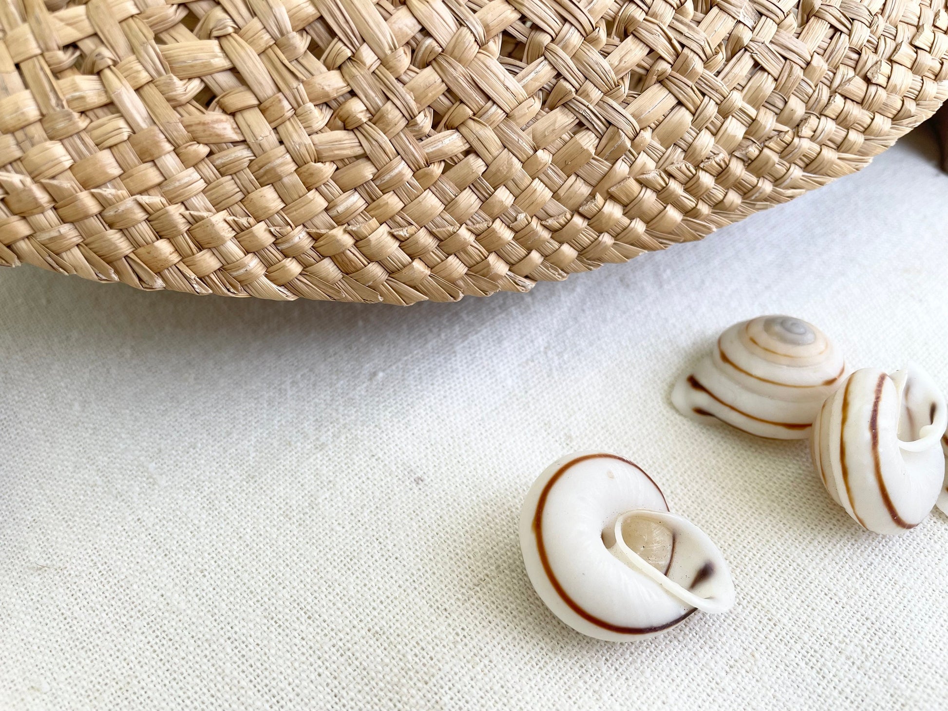 White Obba Bigonia Land Snail Seashells Small 1.25" Beach Wedding Sailors Valentine Crafting Shell Bulk Coastal Home Décor