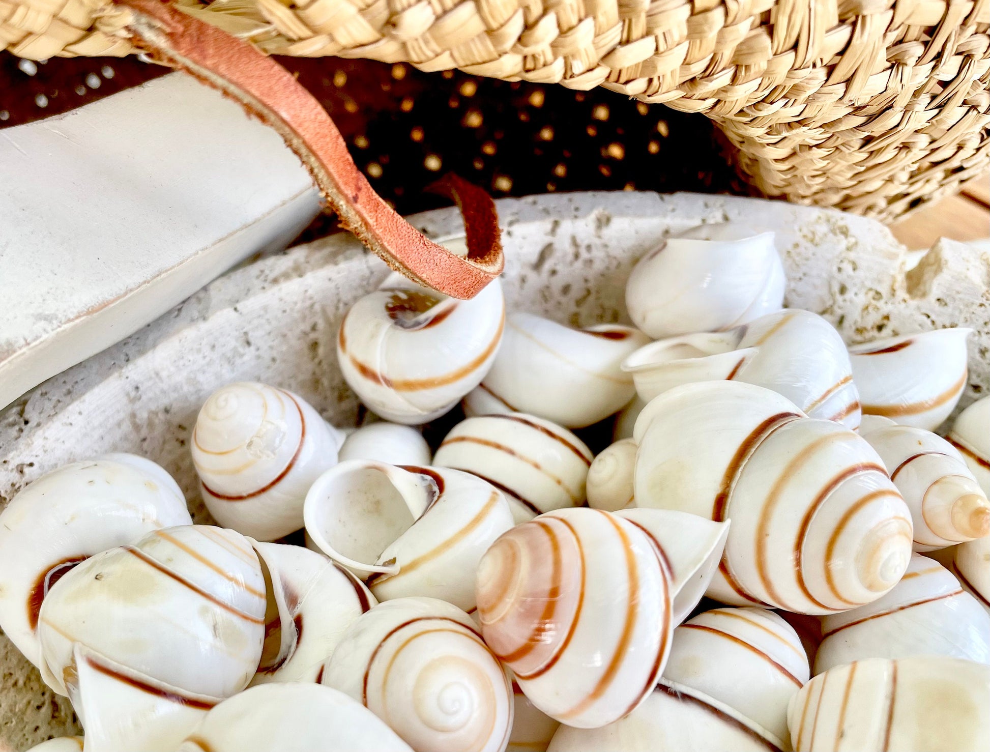 LAND SNAIL Shells *You Choose Quantity* 1.5" Natural Colored White Brown Striped Small Craft Seashells Coastal Beach Home Décor