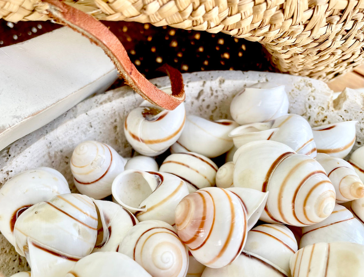 LAND SNAIL Shells *You Choose Quantity* 1.5" White Brown Striped Small Craft Seashells