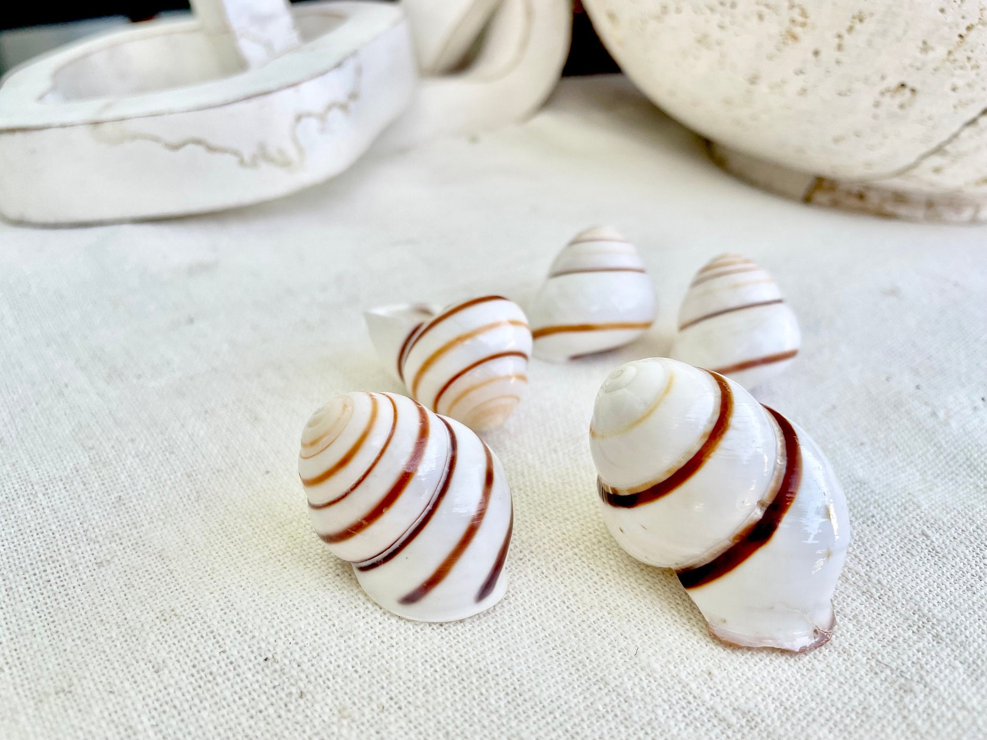 LAND SNAIL Shells *You Choose Quantity* 1.5" Natural Colored White Brown Striped Small Craft Seashells Coastal Beach Home Décor