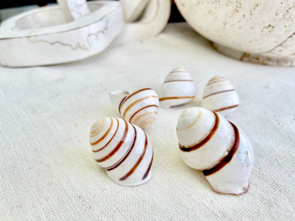 LAND SNAIL Shells *You Choose Quantity* 1.5" Natural Colored White Brown Striped Small Craft Seashells Coastal Beach Home Décor