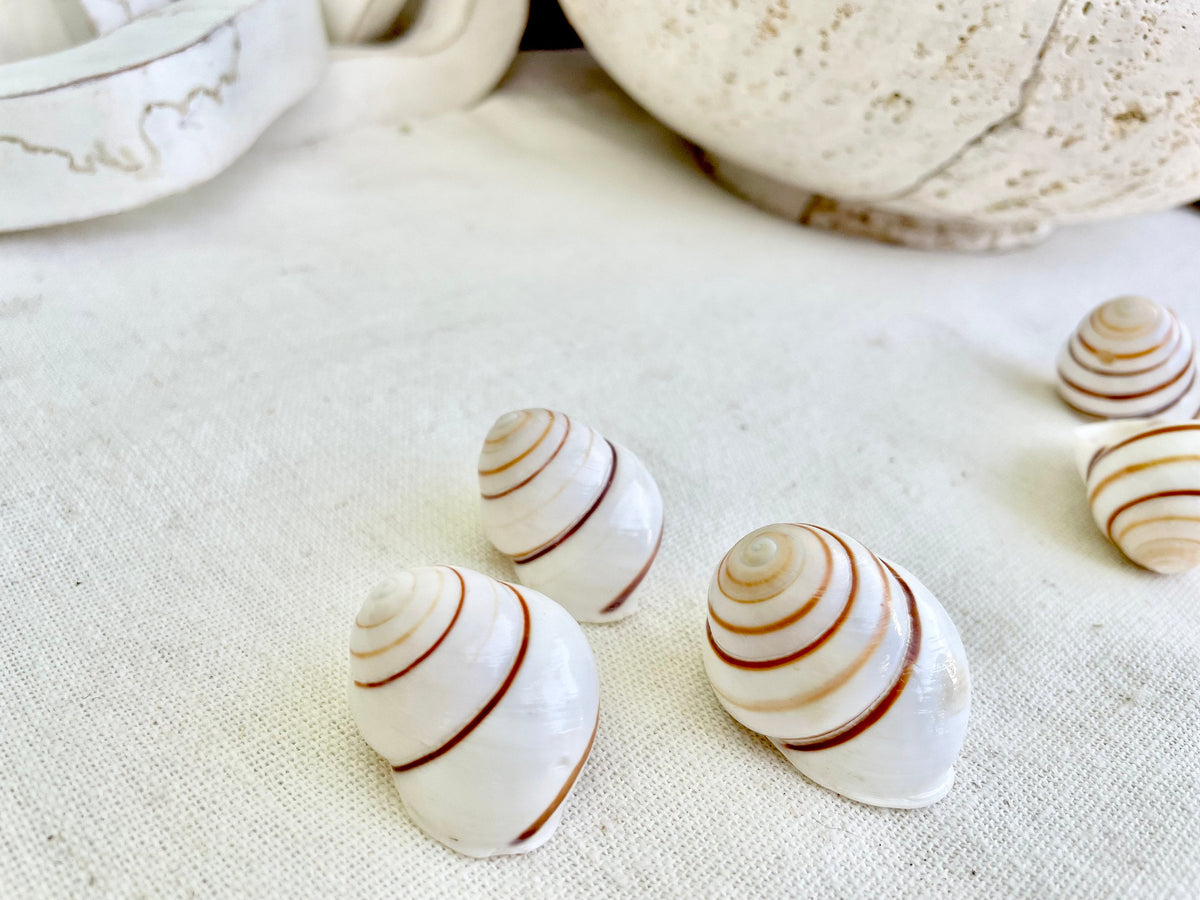 LAND SNAIL Shells *You Choose Quantity* 1.5" White Brown Striped Small Craft Seashells