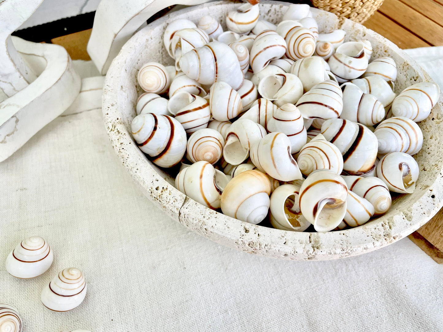 LAND SNAIL Shells *You Choose Quantity* 1.5" Natural Colored White Brown Striped Small Craft Seashells Coastal Beach Home Décor