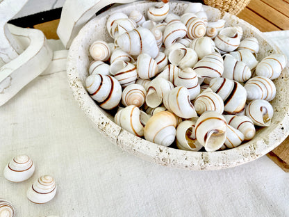 LAND SNAIL Shells *You Choose Quantity* 1.5" Natural Colored White Brown Striped Small Craft Seashells Coastal Beach Home Décor