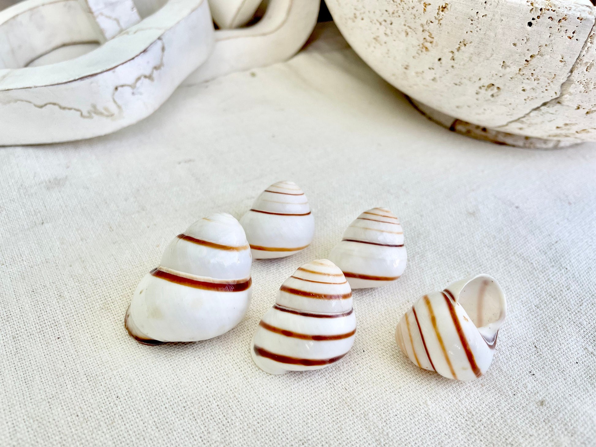 LAND SNAIL Shells *You Choose Quantity* 1.5" Natural Colored White Brown Striped Small Craft Seashells Coastal Beach Home Décor