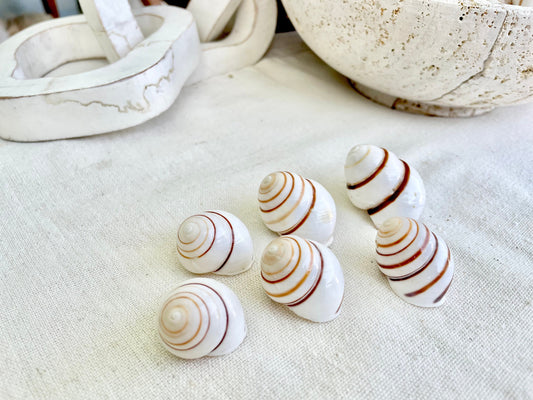 LAND SNAIL Shells *You Choose Quantity* 1.5" Natural Colored White Brown Striped Small Craft Seashells Coastal Beach Home Décor