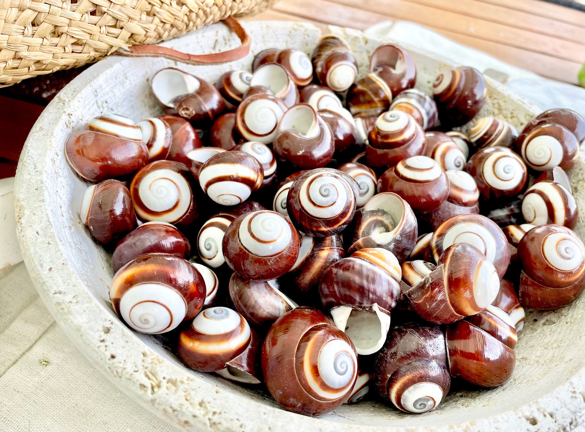 BROWN LAND SNAILS Shells *You Choose Quantity* 1.25" White Striped Small Craft Seashells Helicostya Roissya Coastal Beach Home Décor