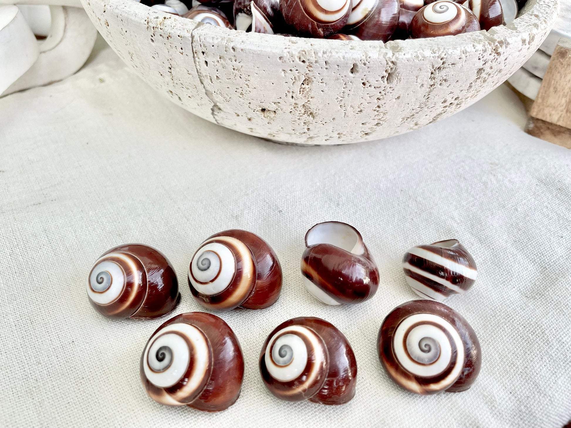 BROWN LAND SNAILS Shells *You Choose Quantity* 1.25" White Striped Small Craft Seashells Helicostya Roissya Coastal Beach Home Décor