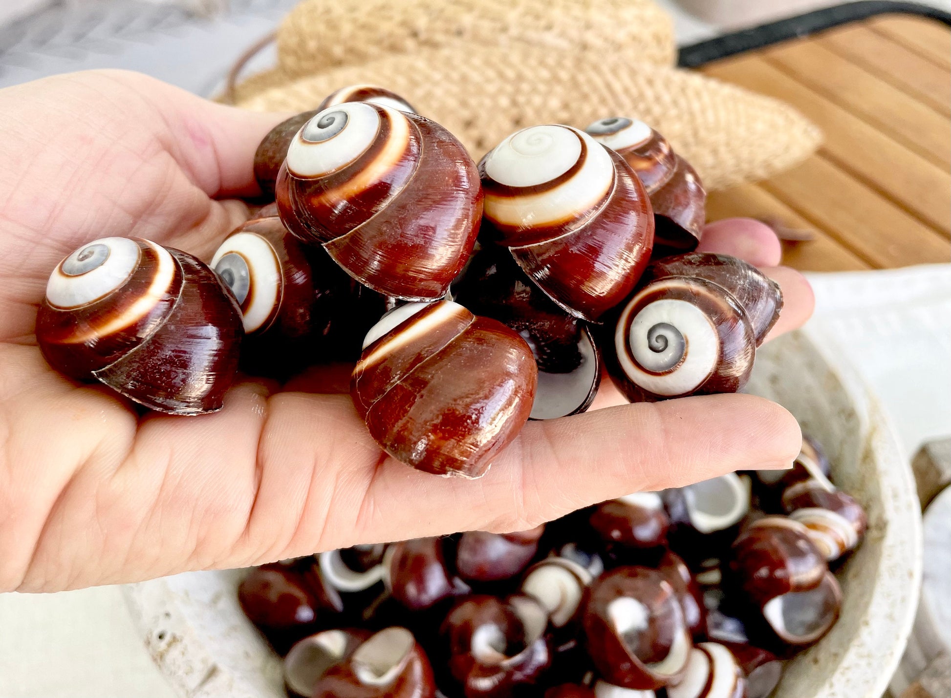 BROWN LAND SNAILS Shells 1.25" *You Choose Quantity*White Striped Small Craft Seashells