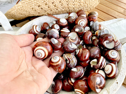 BROWN LAND SNAILS Shells *You Choose Quantity* 1.25" White Striped Small Craft Seashells Helicostya Roissya Coastal Beach Home Décor