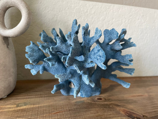 BLUE RIDGE Coral *All Sizes* Authentic Natural Real Sea Fossil Coastal Décor