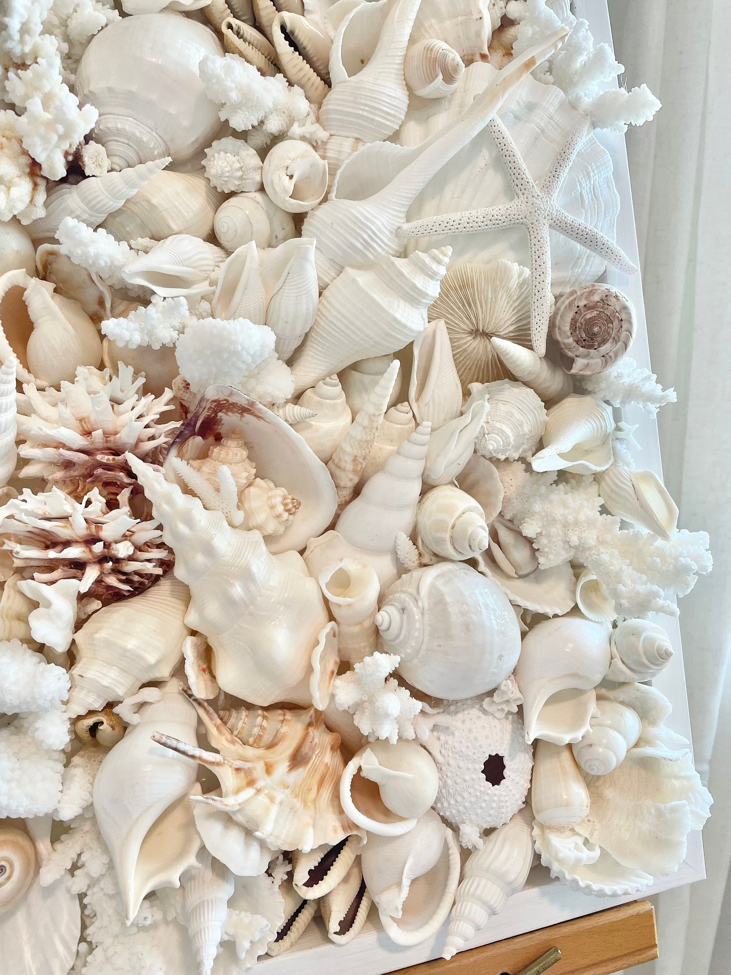 Handmade Seashell Coastal Wall Art Natural Textured Home Décor Sea Shells Urchins Coral Starfish White Beige Brown Seashells