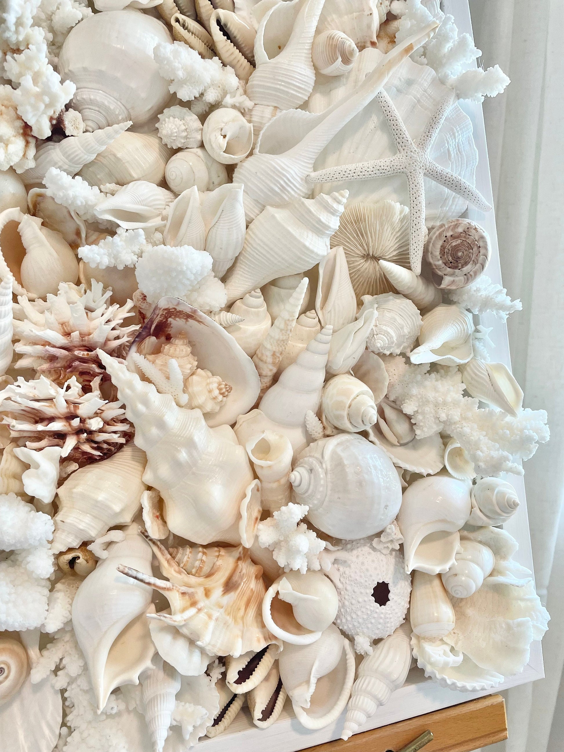 Handmade Seashell Coastal Wall Art Natural Textured Home Décor Sea Shells Urchins Coral Starfish White Beige Brown Seashells