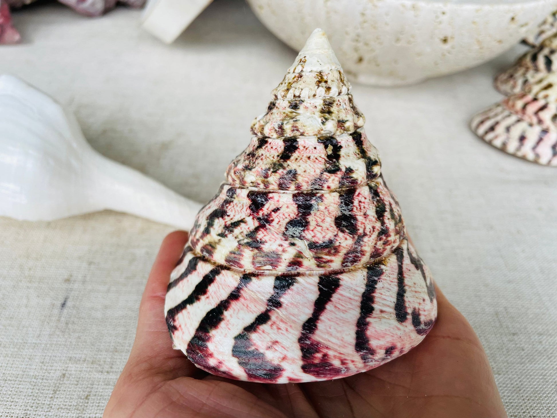 STRAWBERRY TROCHUS SHELLS *All Sizes* Natural Pink White Stripes Pyramid Top Display Seashell