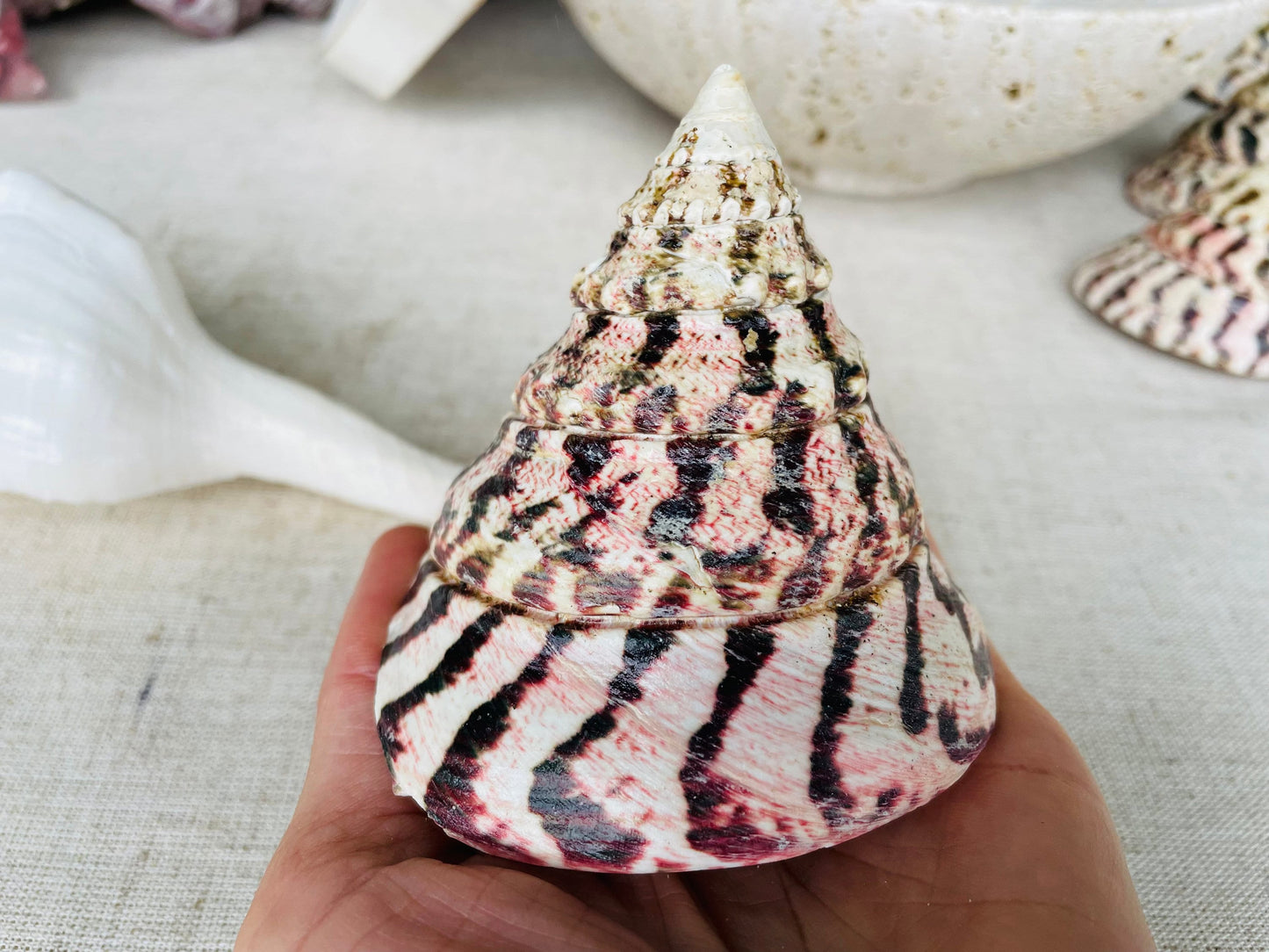 STRAWBERRY TROCHUS SHELLS 4" Polished Pink White Stripes Display Seashell