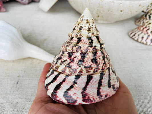 STRAWBERRY TROCHUS SHELLS 4" Polished Pink White Stripes Display Seashell