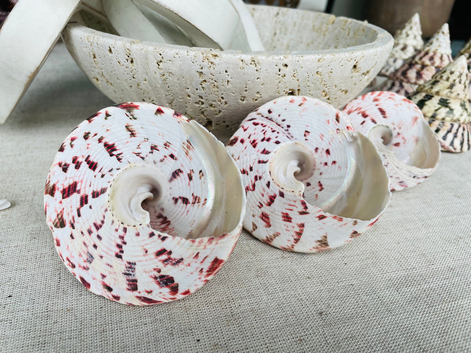 STRAWBERRY TROCHUS SHELLS *All Sizes* Natural Pink White Stripes Pyramid Top Display Seashell