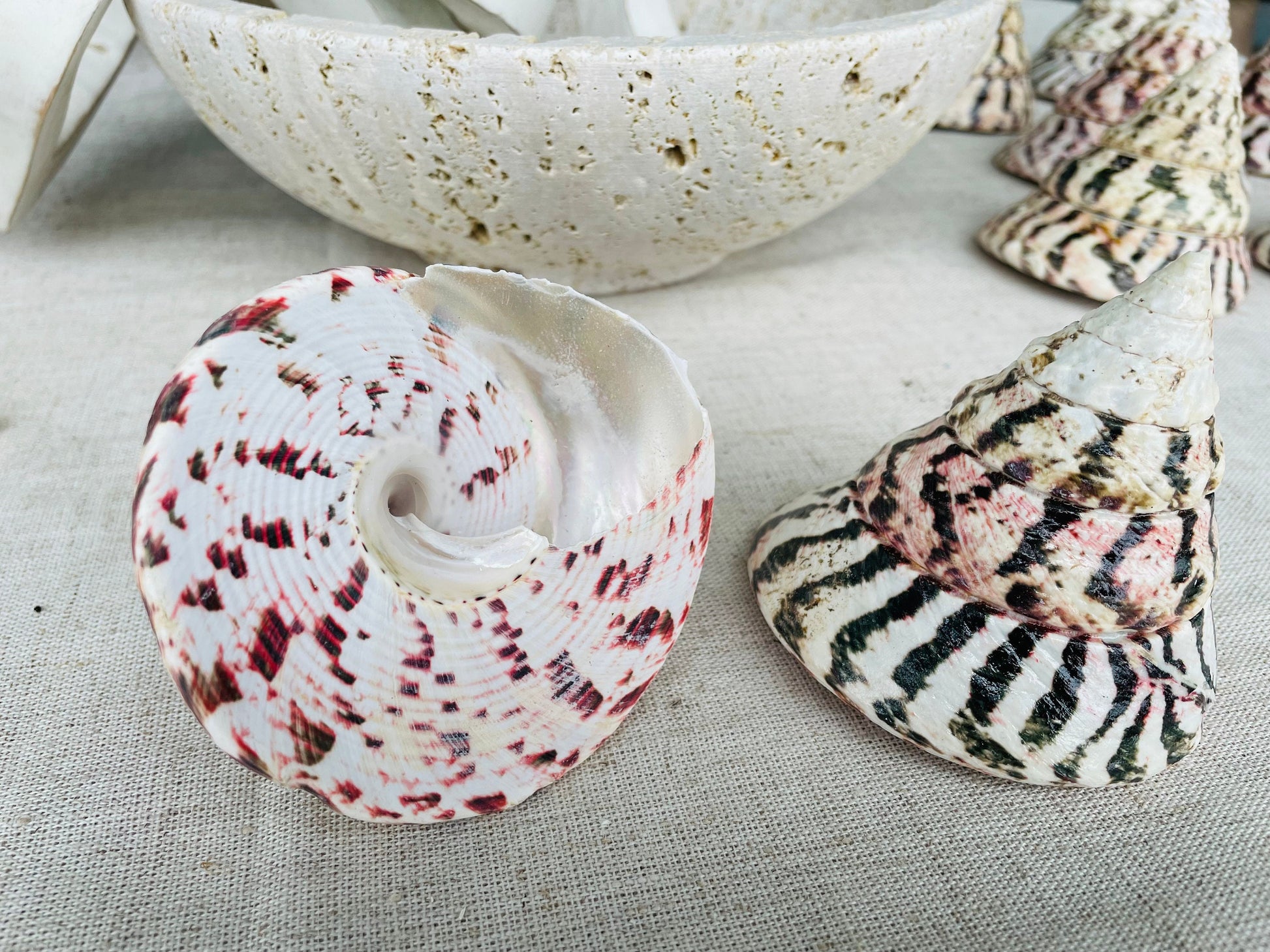 STRAWBERRY TROCHUS SHELLS *All Sizes* Natural Pink White Stripes Pyramid Top Display Seashell