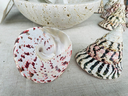 STRAWBERRY TROCHUS SHELLS *All Sizes* Natural Pink White Stripes Pyramid Top Display Seashell