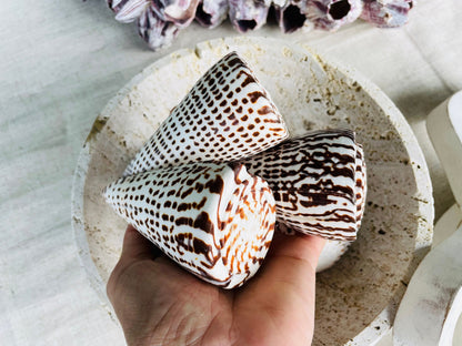 LETTERED CONE SHELL *All Sizes* Natural White Brown Spots Display Seashell Beach Nautical Décor Conus Litteratus