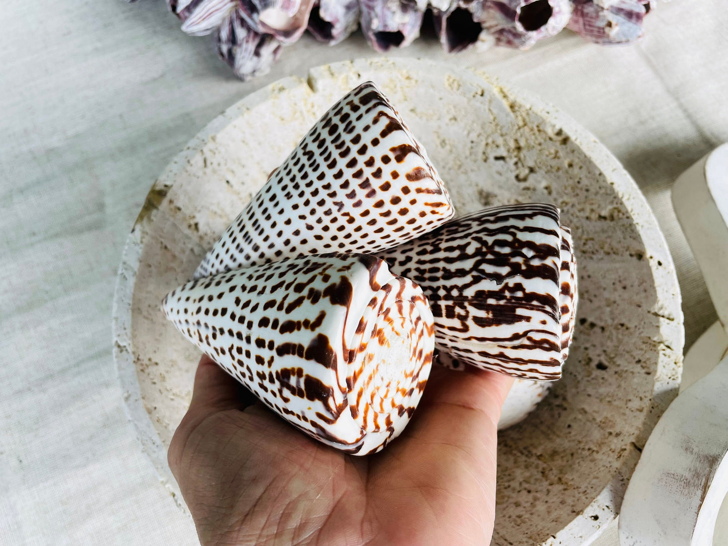 LETTERED CONE SHELL *All Sizes* Natural White Brown Spots Display Seashell Beach Nautical Décor Conus Litteratus