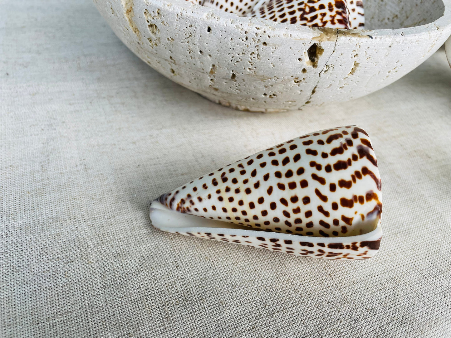 LETTERED CONE SHELL *All Sizes* Natural White Brown Spots Display Seashell Beach Nautical Décor Conus Litteratus