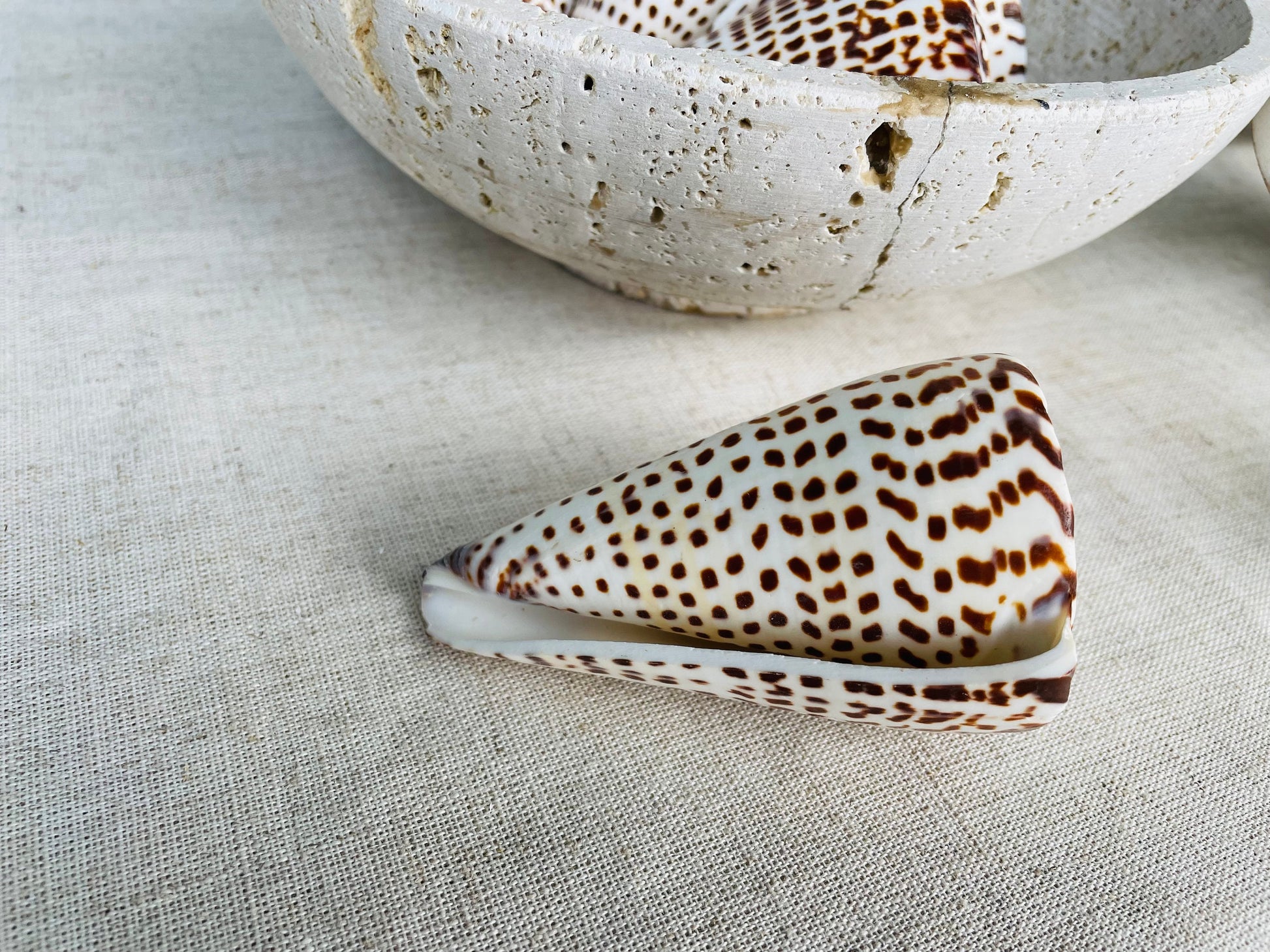 LETTERED CONE SHELL *All Sizes* Natural White Brown Spots Display Seashell Beach Nautical Décor Conus Litteratus