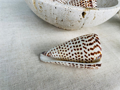 LETTERED CONE SHELL *All Sizes* Natural White Brown Spots Display Seashell Beach Nautical Décor Conus Litteratus