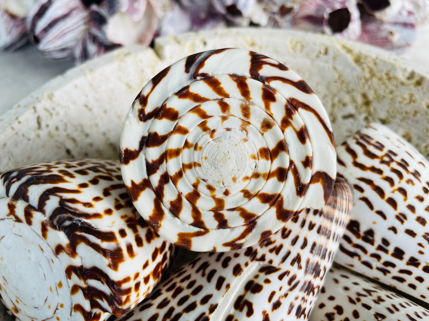 LETTERED CONE SHELL *All Sizes* Natural White Brown Spots Display Seashell Décor