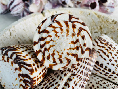 LETTERED CONE SHELL *All Sizes* Natural White Brown Spots Display Seashell Décor