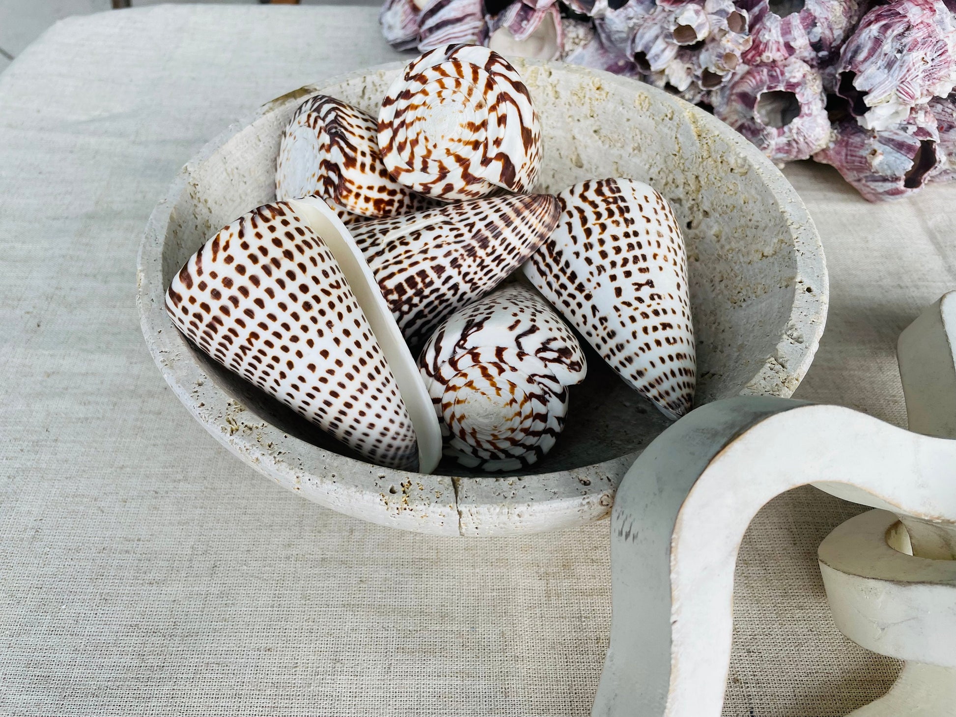 LETTERED CONE SHELL *All Sizes* Natural White Brown Spots Display Seashell Beach Nautical Décor Conus Litteratus