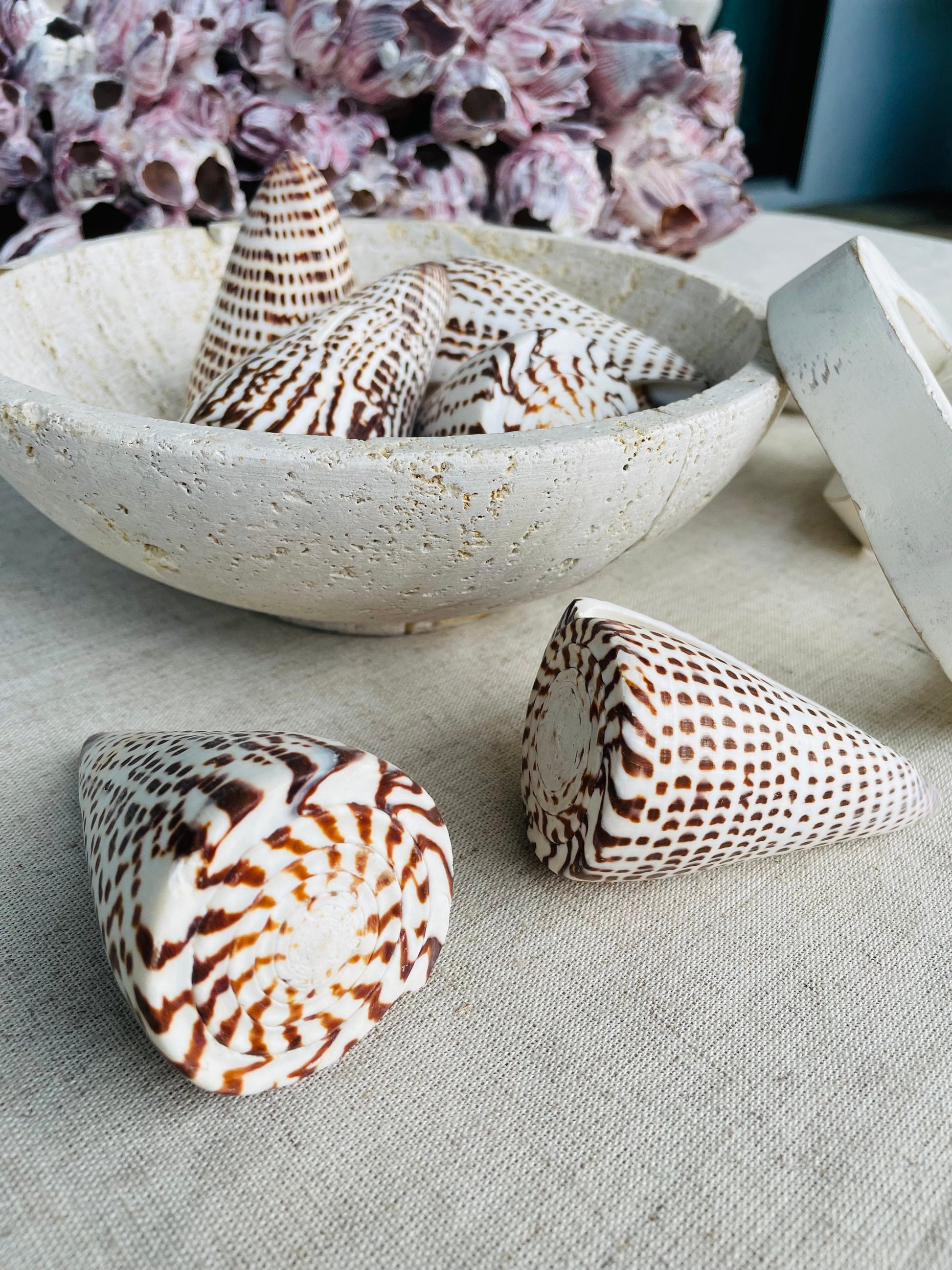LETTERED CONE SHELL *All Sizes* Natural White Brown Spots Display Seashell Beach Nautical Décor Conus Litteratus