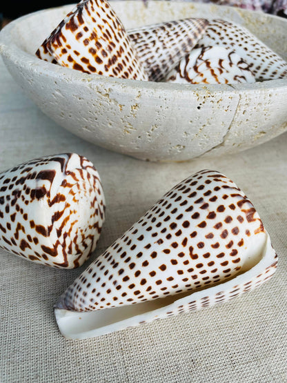 LETTERED CONE SHELL *All Sizes* Natural White Brown Spots Display Seashell Beach Nautical Décor Conus Litteratus