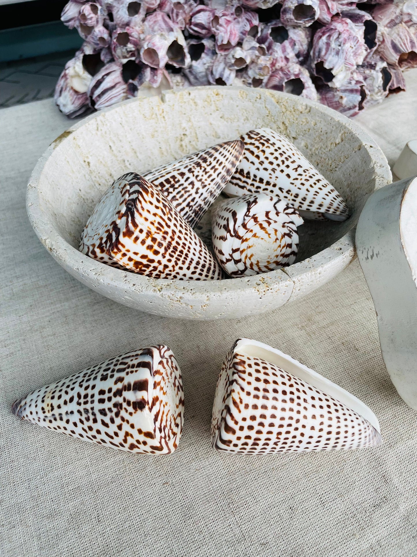 LETTERED CONE SHELL *All Sizes* Natural White Brown Spots Display Seashell Beach Nautical Décor Conus Litteratus
