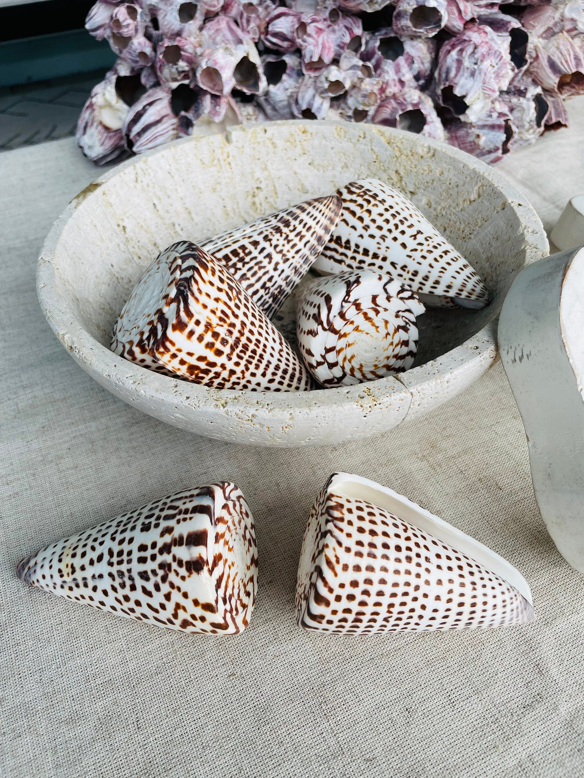 LETTERED CONE SHELL *All Sizes* Natural White Brown Spots Display Seashell Décor