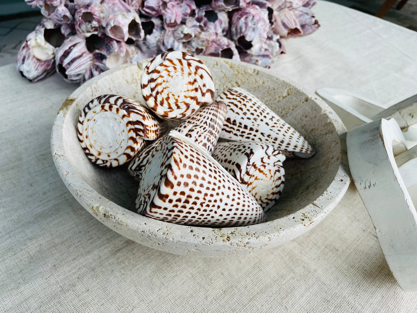 LETTERED CONE SHELL *All Sizes* Natural White Brown Spots Display Seashell Beach Nautical Décor Conus Litteratus