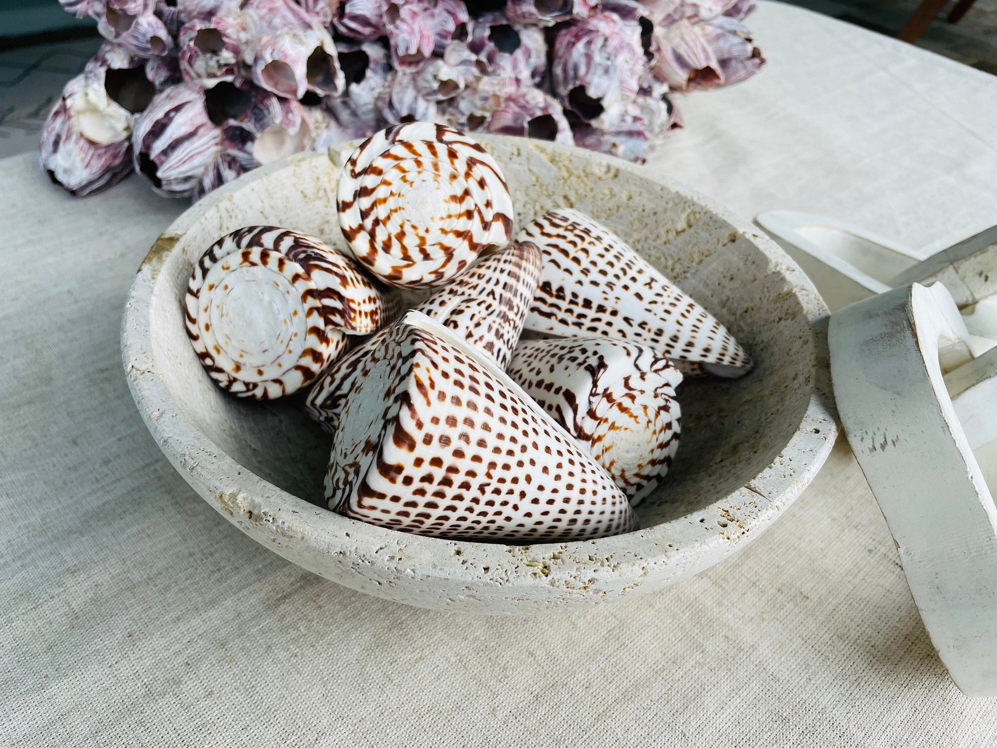 LETTERED CONE SHELL *All Sizes* Natural White Brown Spots Display Seashell Beach Nautical Décor Conus Litteratus