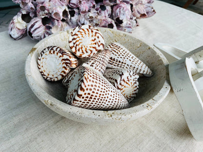 LETTERED CONE SHELL *All Sizes* Natural White Brown Spots Display Seashell Beach Nautical Décor Conus Litteratus