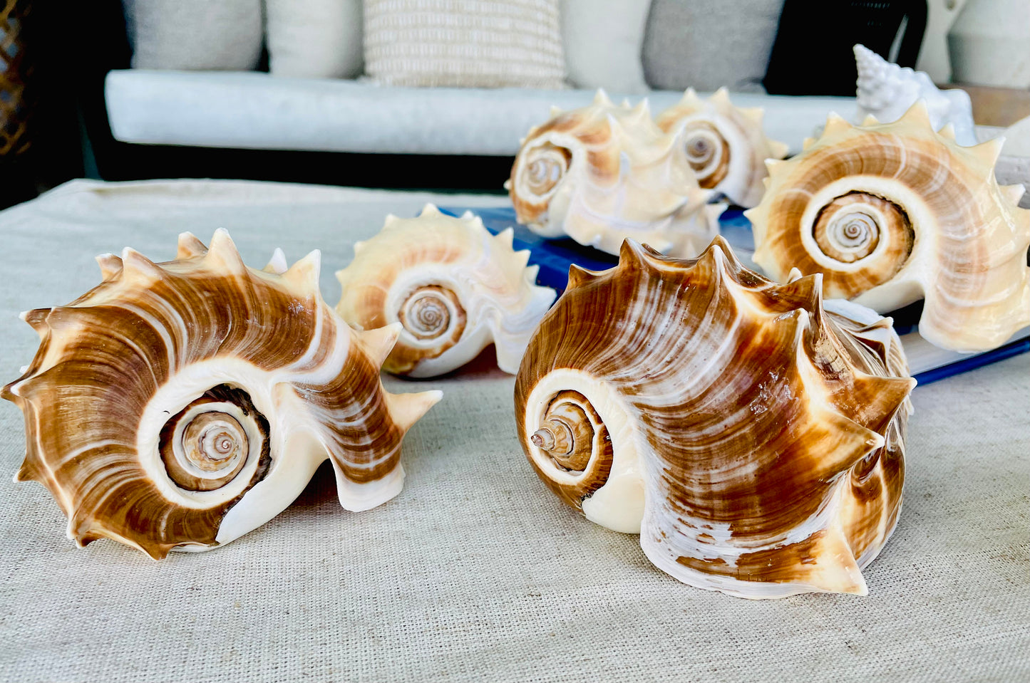 KING CROWN SHELLS *You Choose Color* 4-5" Natural Display Seashell Coastal Beach Home Décor Blonde Brown White Stripes Melongena Corona