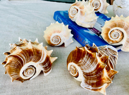 KING CROWN SHELLS *You Choose Color* 4-5" Natural Display Seashell Coastal Beach Home Décor Blonde Brown White Stripes Melongena Corona