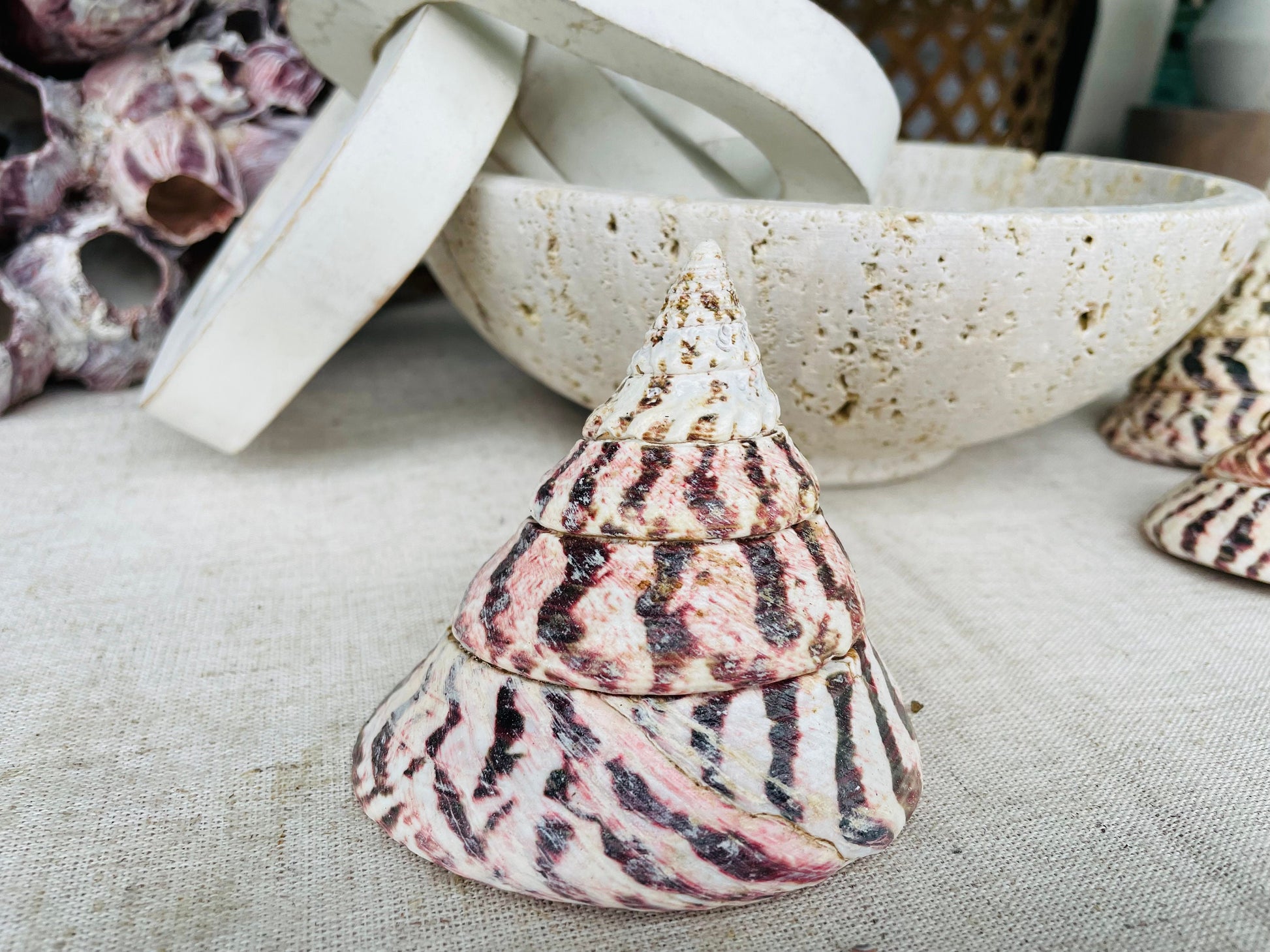 STRAWBERRY TROCHUS SHELLS *All Sizes* Natural Pink White Stripes Pyramid Top Display Seashell