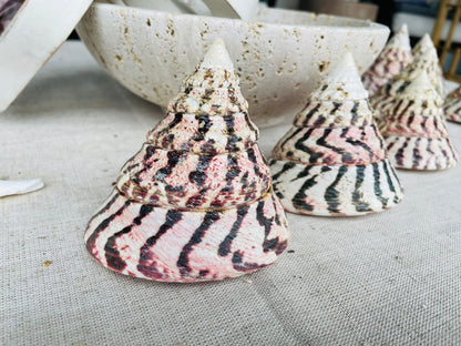 STRAWBERRY TROCHUS SHELLS *All Sizes* Natural Pink White Stripes Pyramid Top Display Seashell